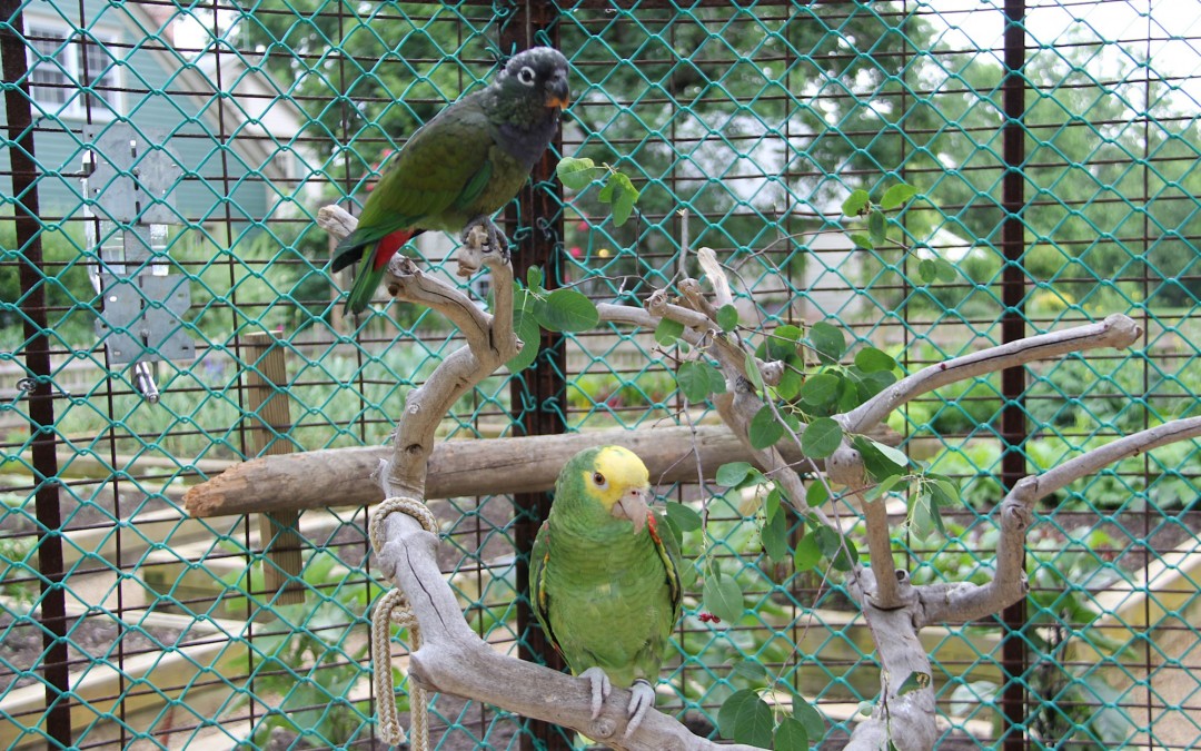 Aviary